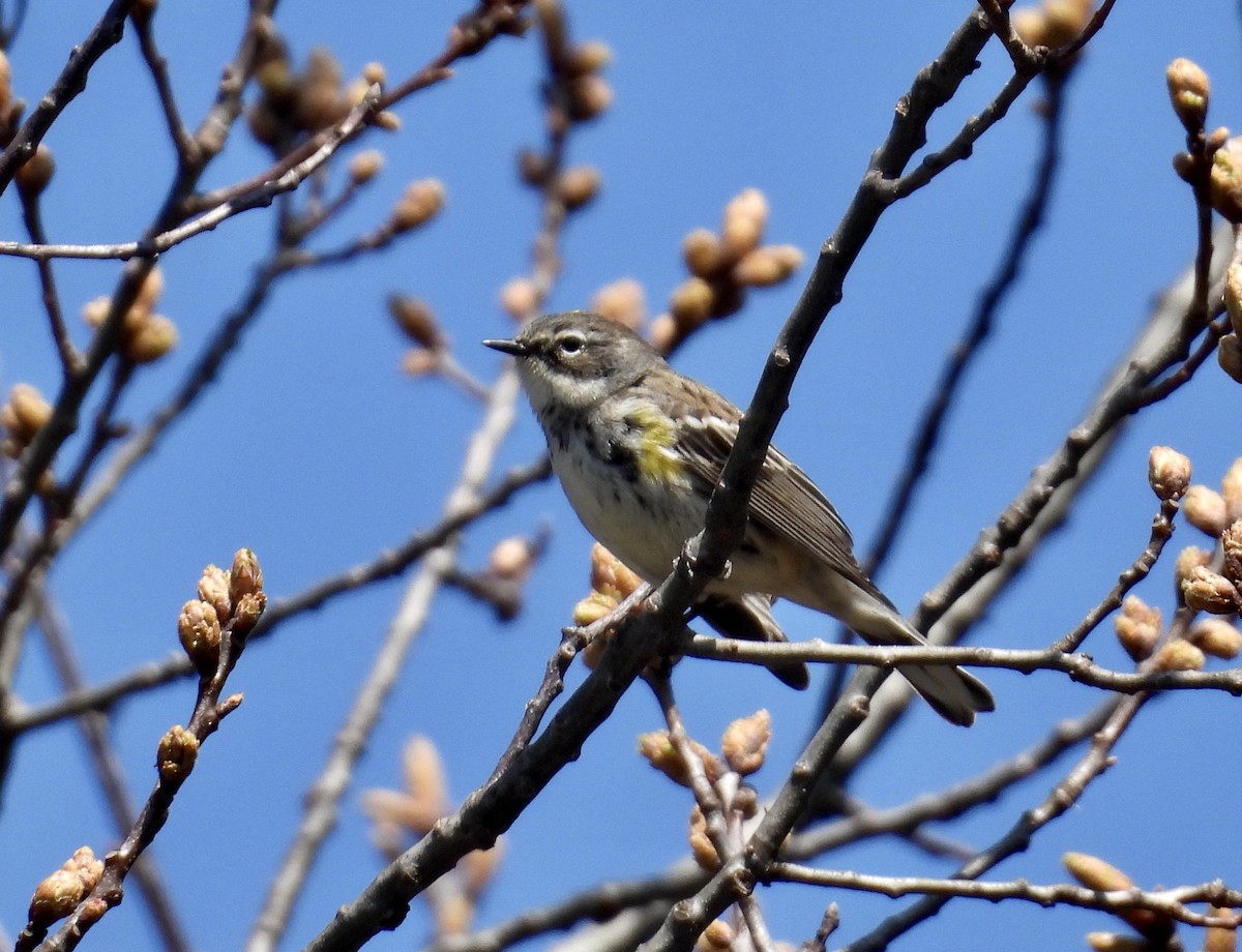 Yellow-rumped Warbler - ML441783331