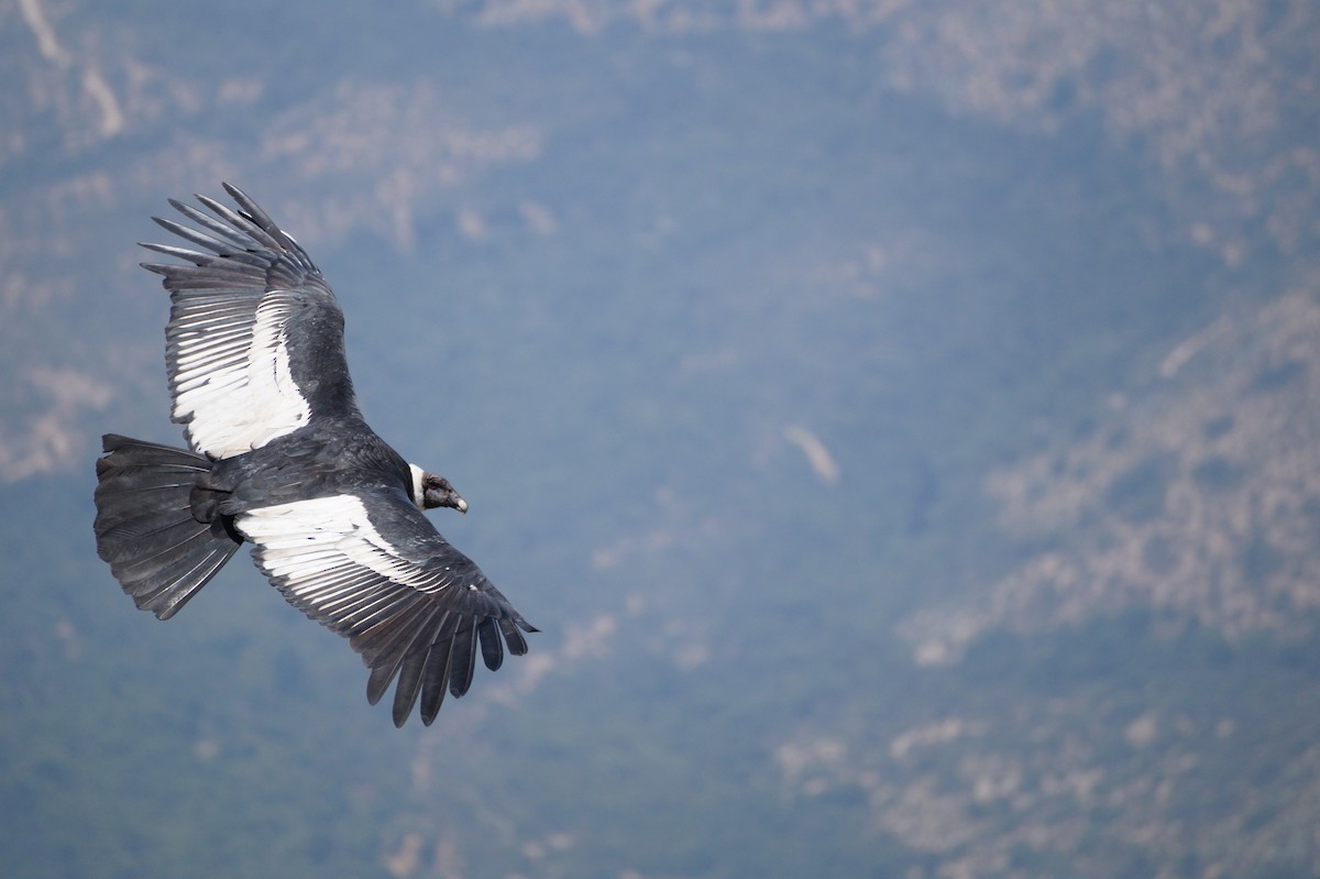 Andean Condor - Eduardo Quintanilla
