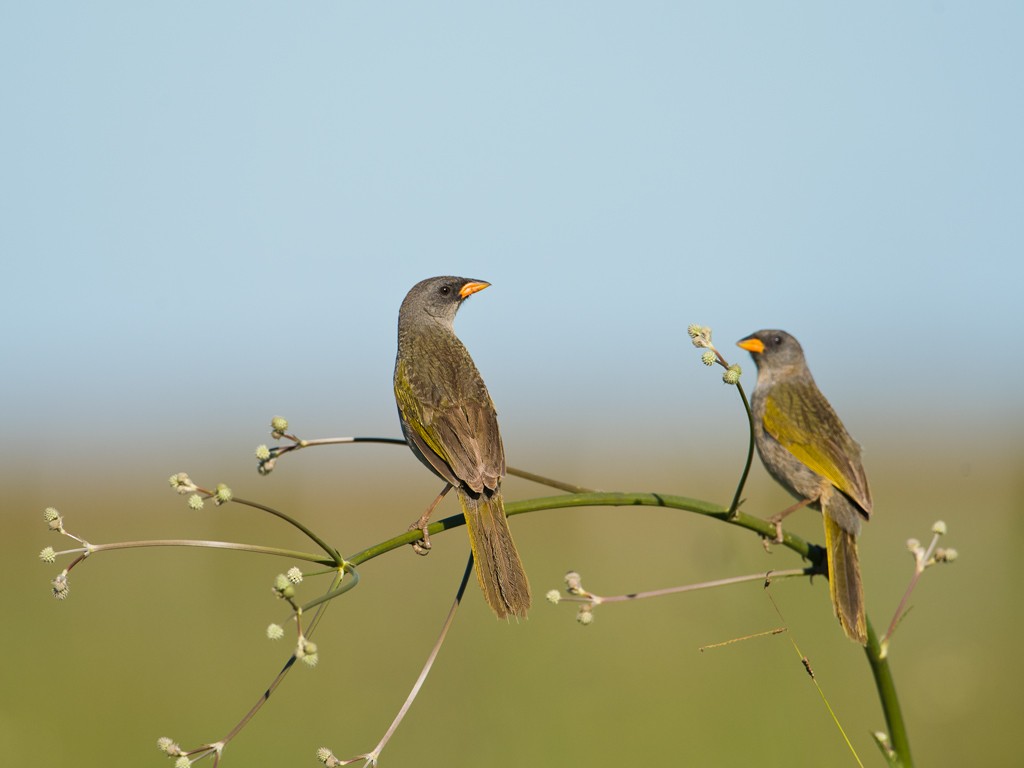 Great Pampa-Finch - ML44178361