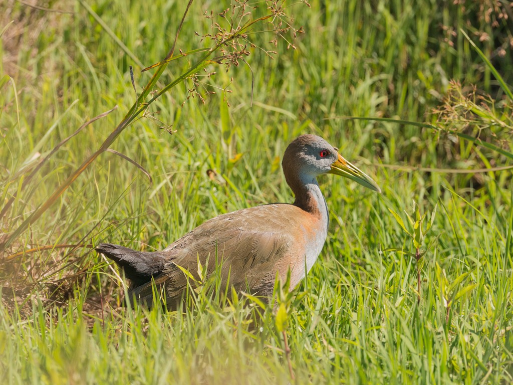 Giant Wood-Rail - ML44178511