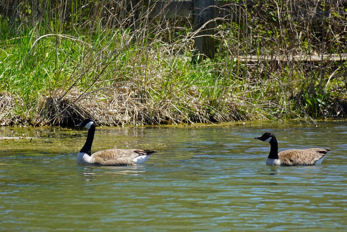 Canada Goose - ML441786311