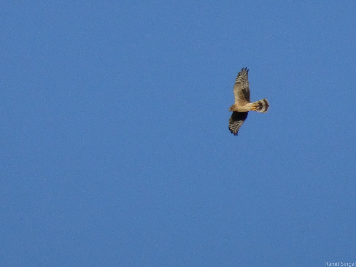 Pallid Harrier - ML44178701