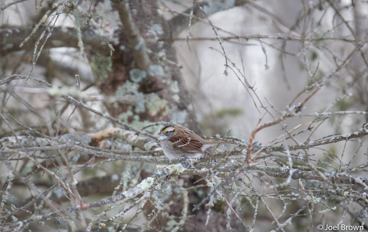White-throated Sparrow - ML441787121