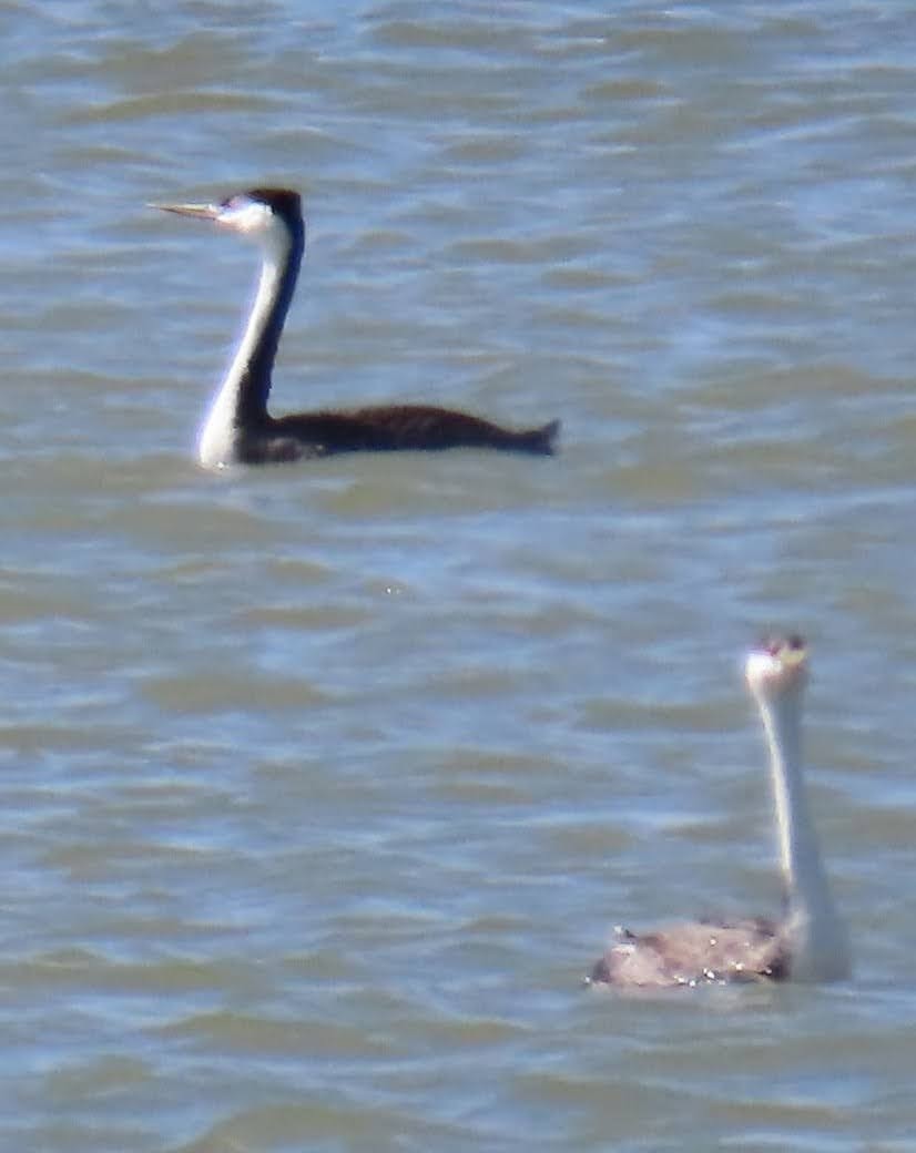 Clark's Grebe - Lydia Nelson