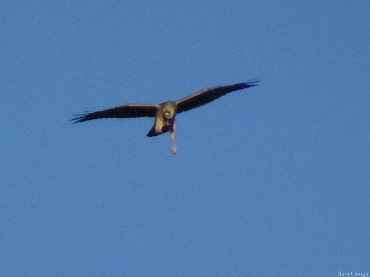 Pallid Harrier - ML44178791