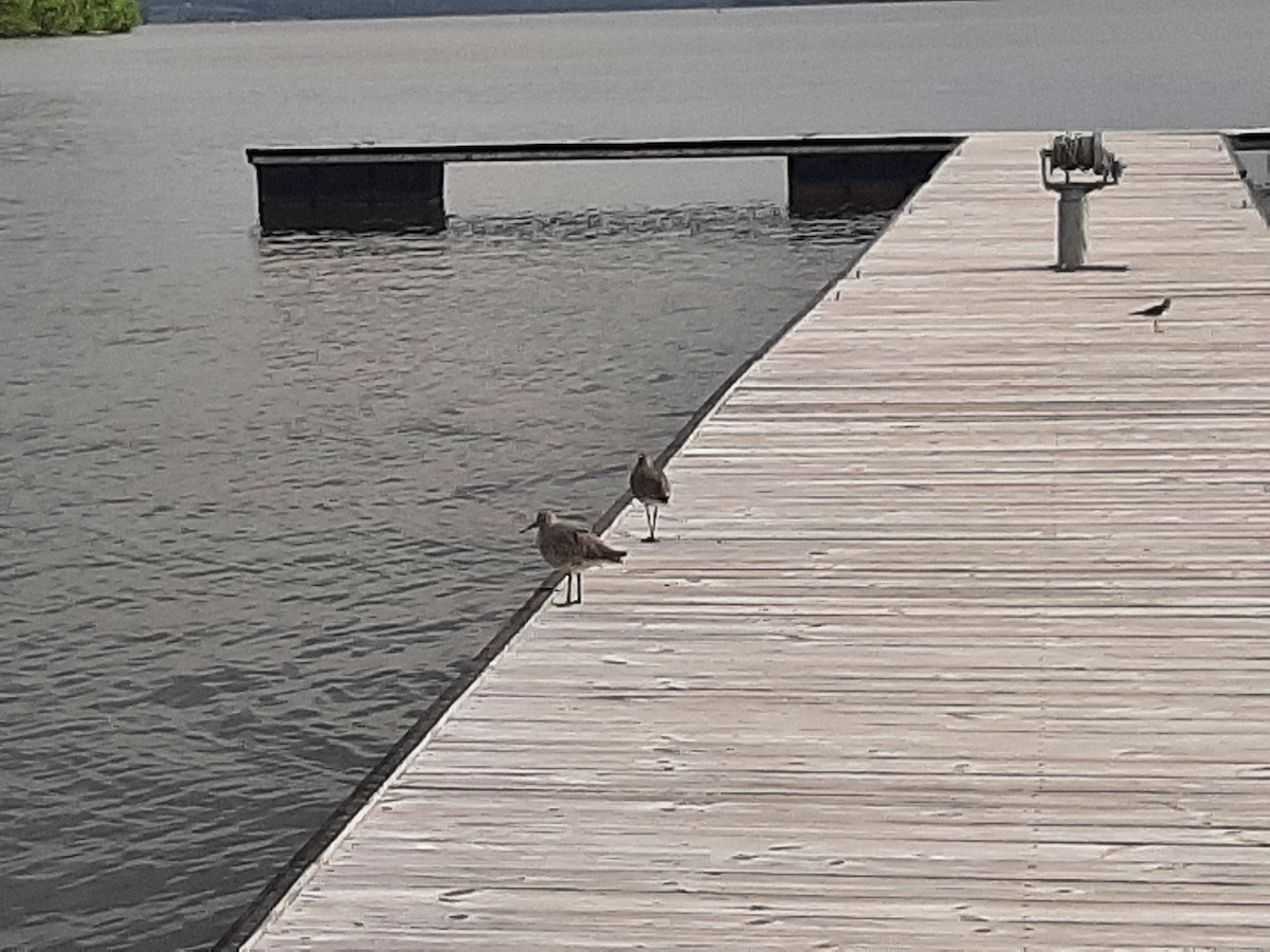 Willet (Western) - ML441789271