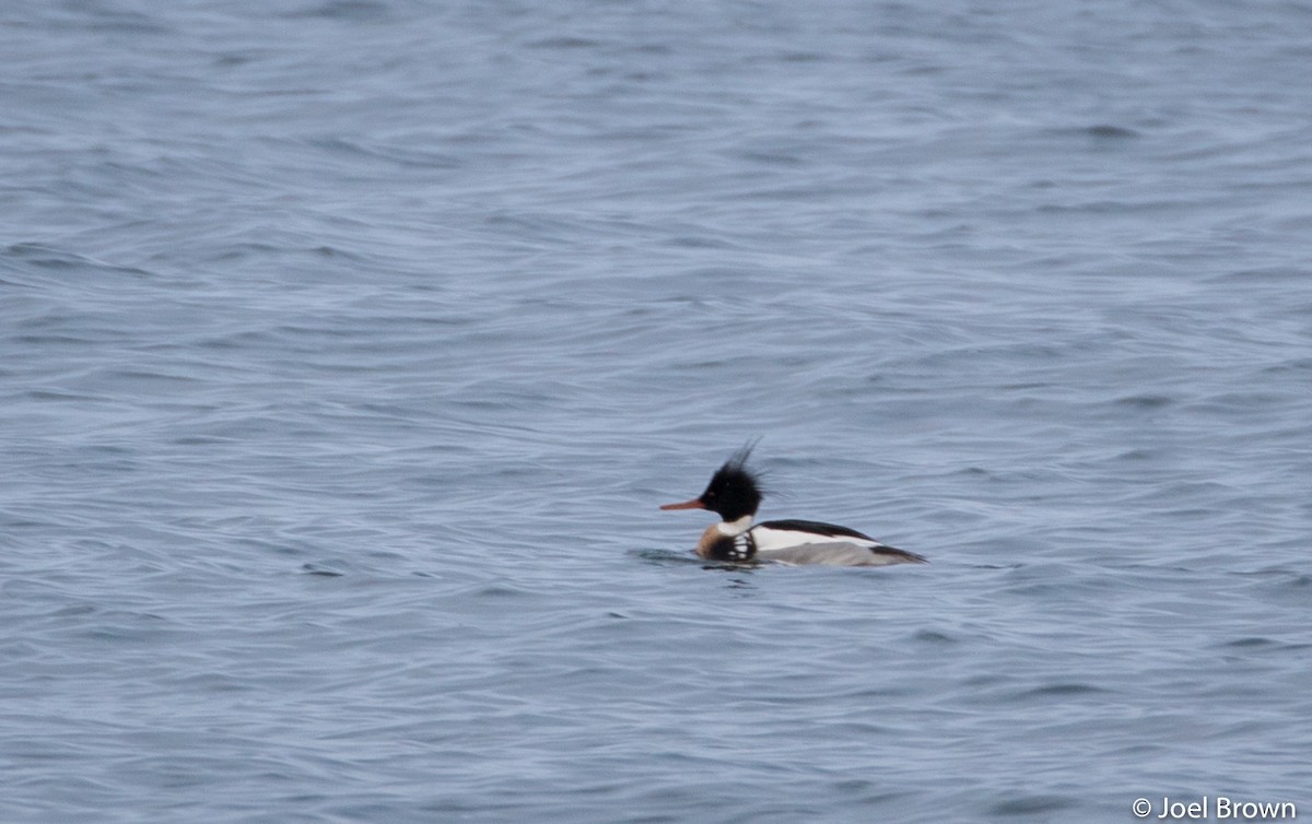 Red-breasted Merganser - ML441789771