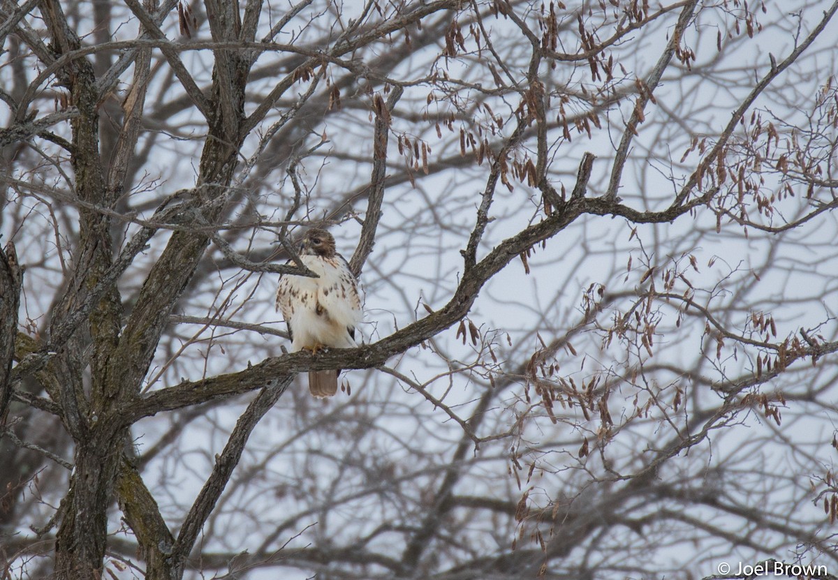 Red-tailed Hawk - ML441789811