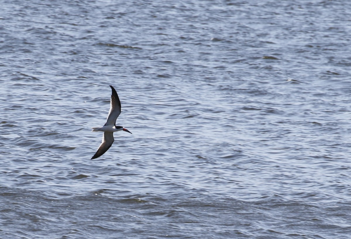 Black Skimmer - ML441789911