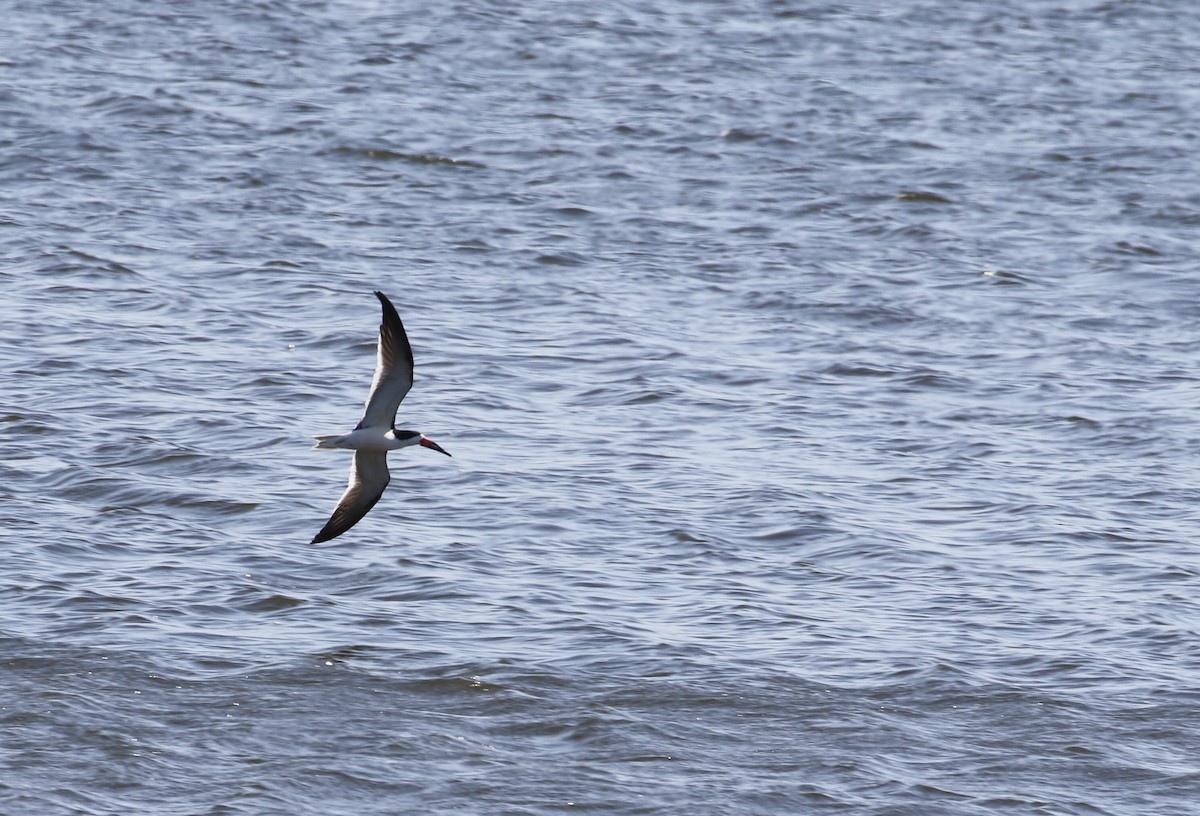 Black Skimmer - ML441789911