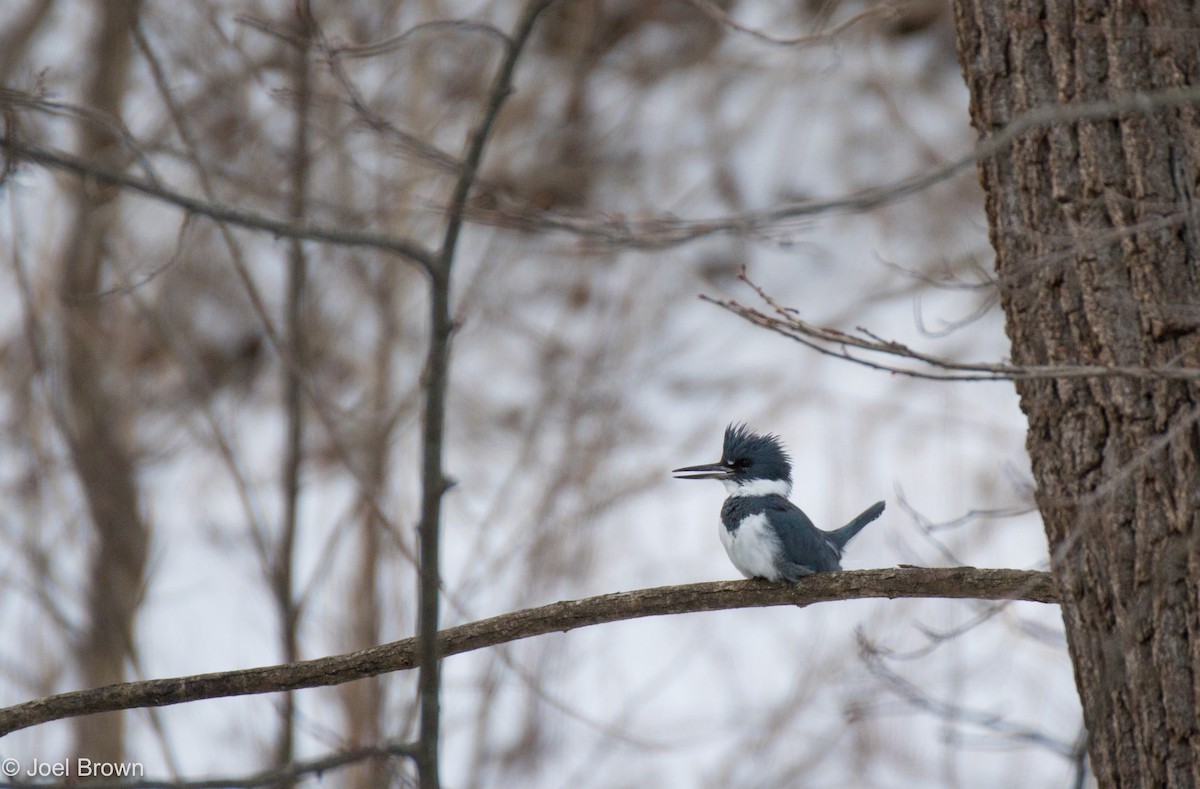 Belted Kingfisher - Joel Brown