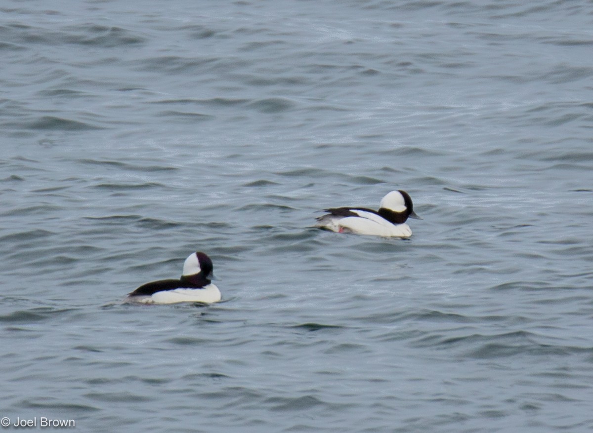 Bufflehead - ML441790121