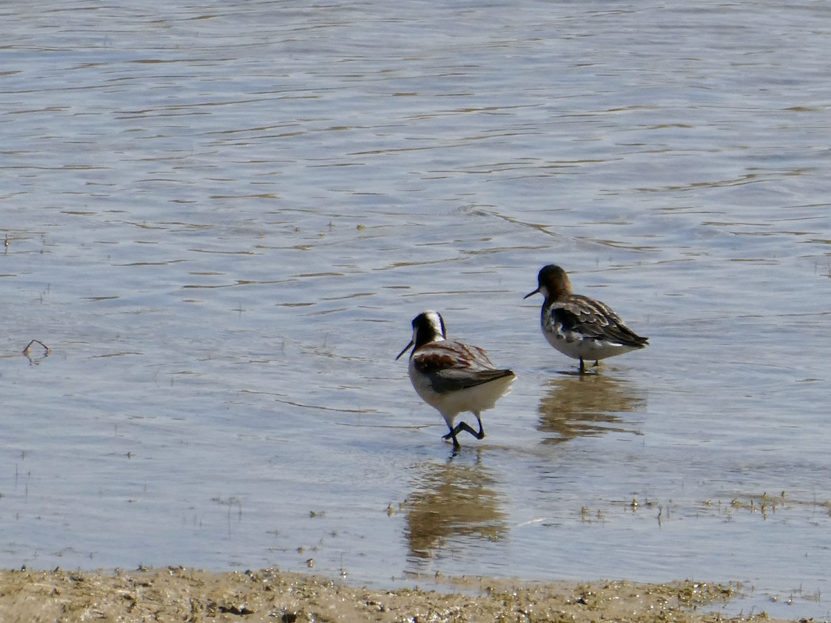 Phalarope à bec étroit - ML441790201