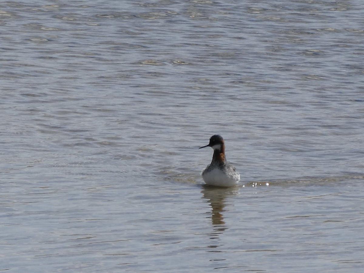 Phalarope à bec étroit - ML441790231