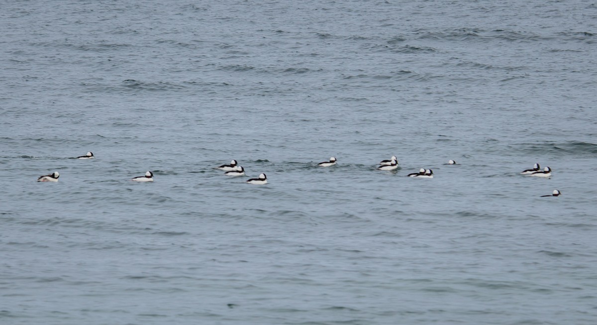 Bufflehead - Joel Brown