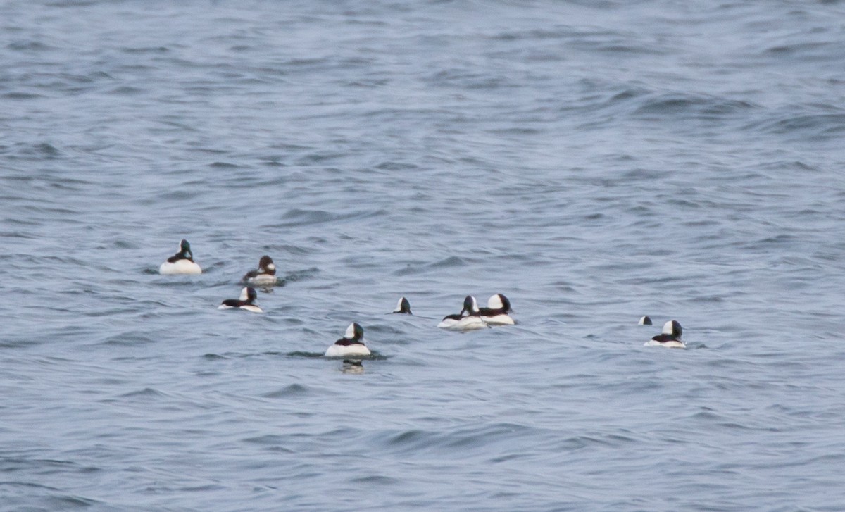 Bufflehead - ML441790251