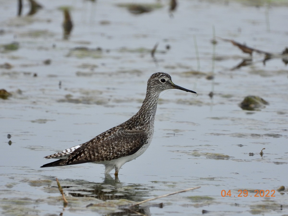 Lesser Yellowlegs - ML441790851