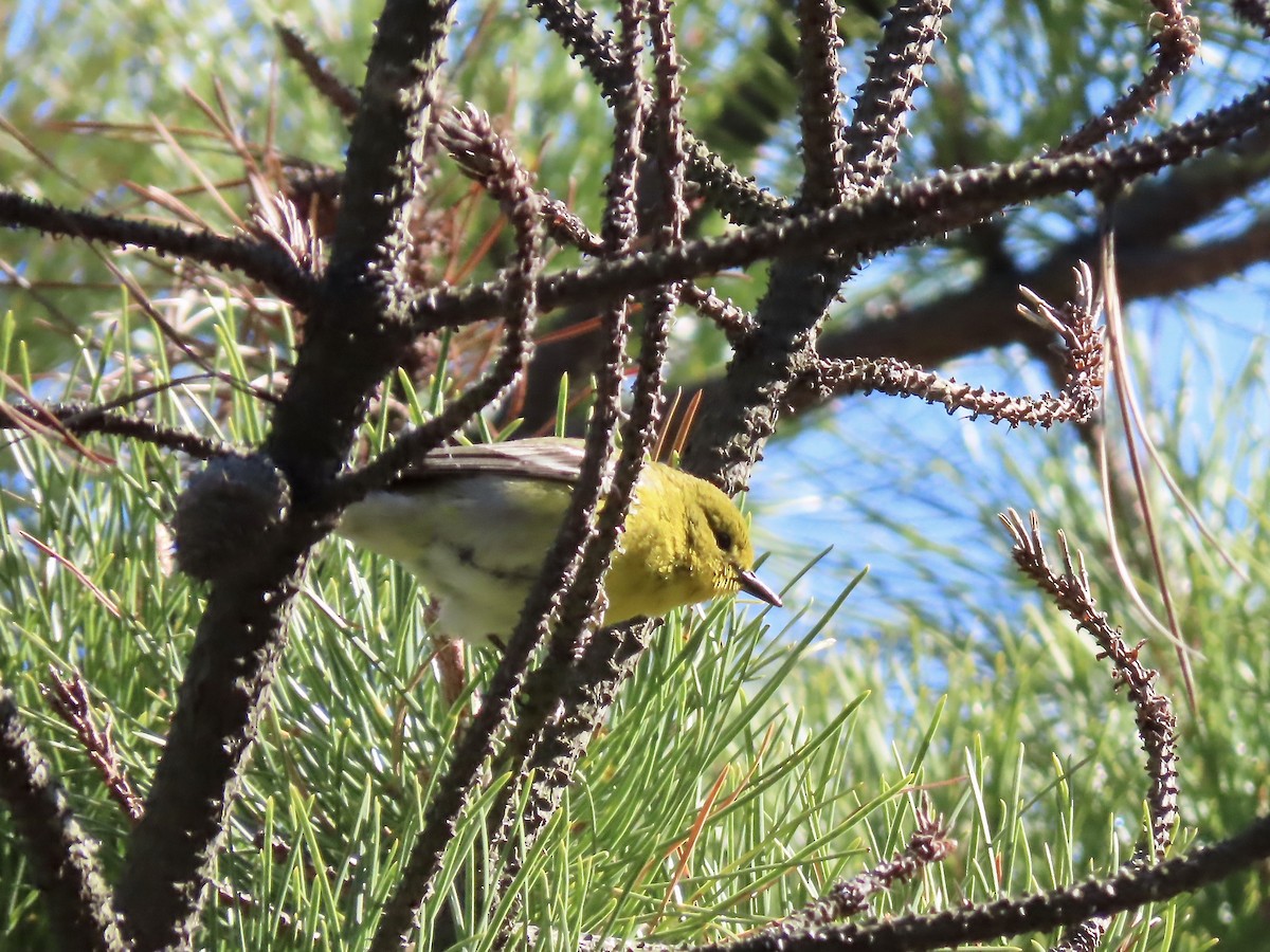 Pine Warbler - ML441791001