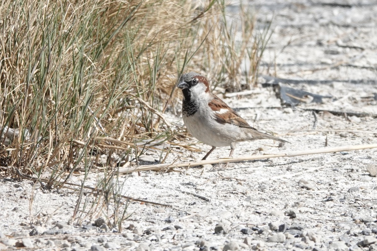 House Sparrow - ML441791131