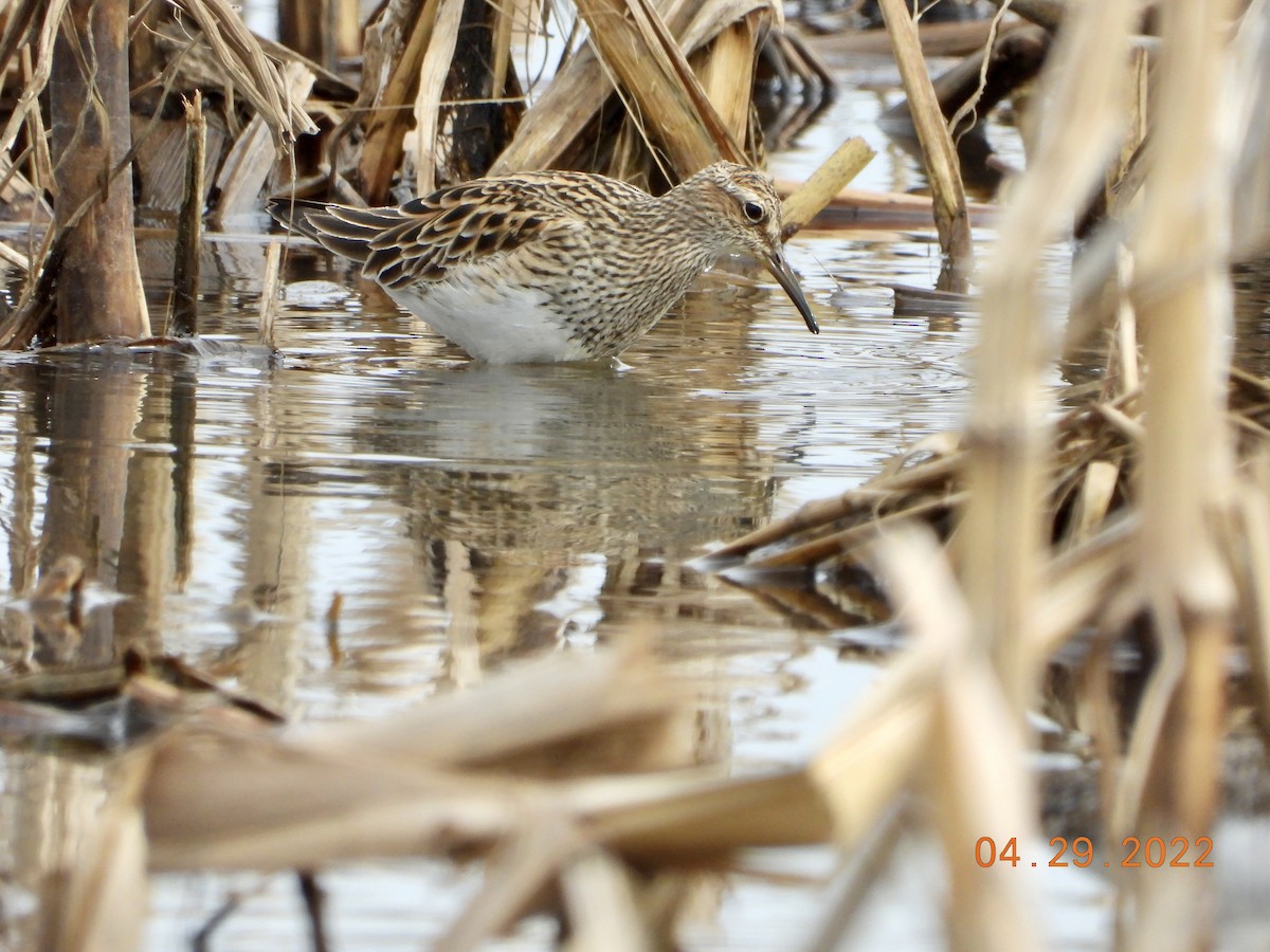 Bécasseau à poitrine cendrée - ML441791361