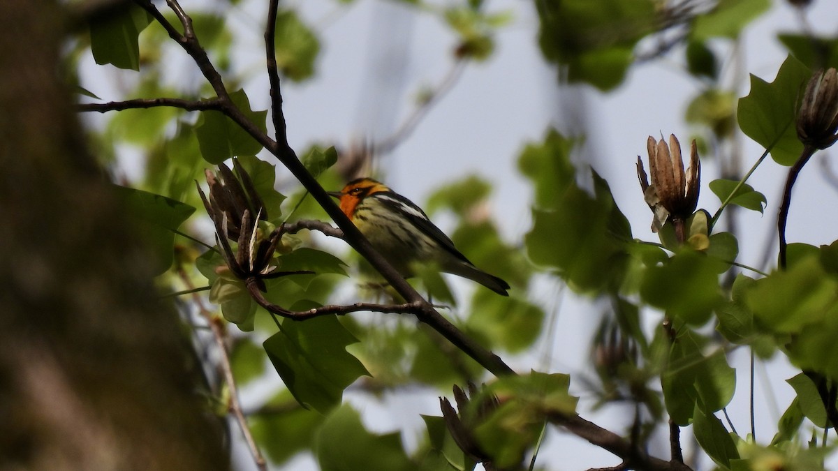 Blackburnian Warbler - ML441792021