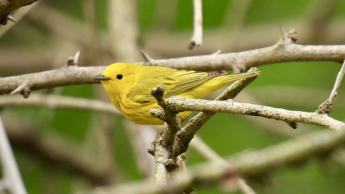 Yellow Warbler - ML441792051