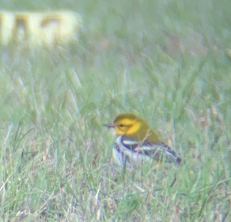 Black-throated Green Warbler - ML441794241