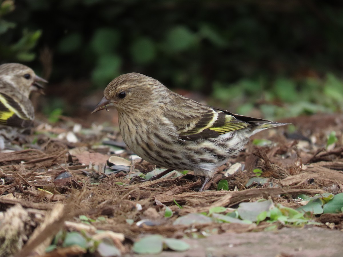 Pine Siskin - Phil Lehman