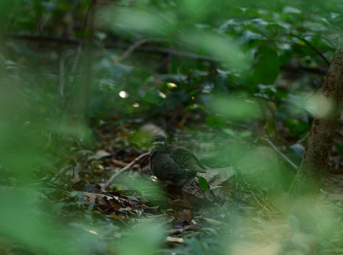 Key West Quail-Dove - ML44179711