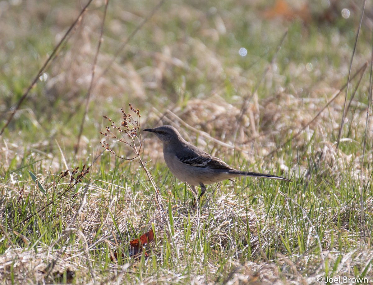 Northern Mockingbird - ML441797381