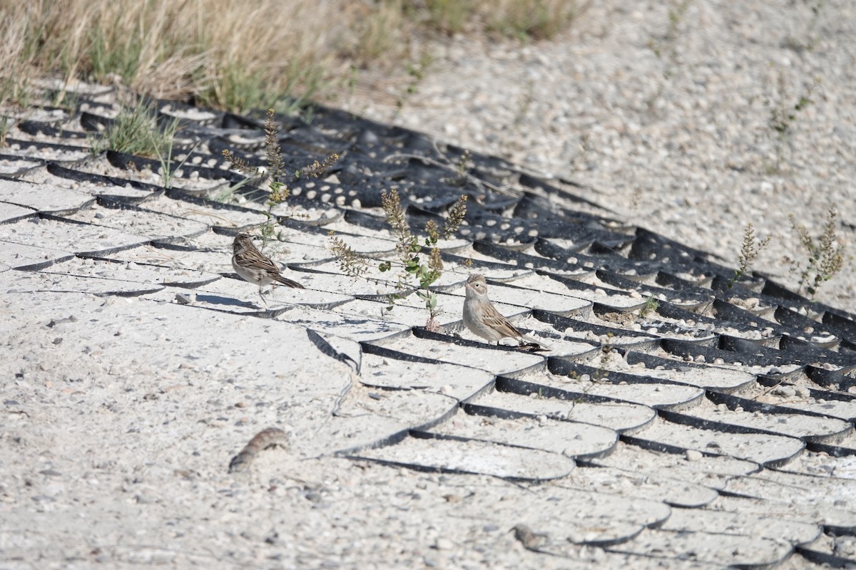 Brewer's Sparrow - ML441797701