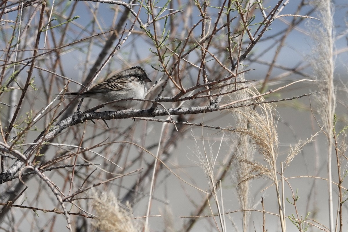 Brewer's Sparrow - ML441797771