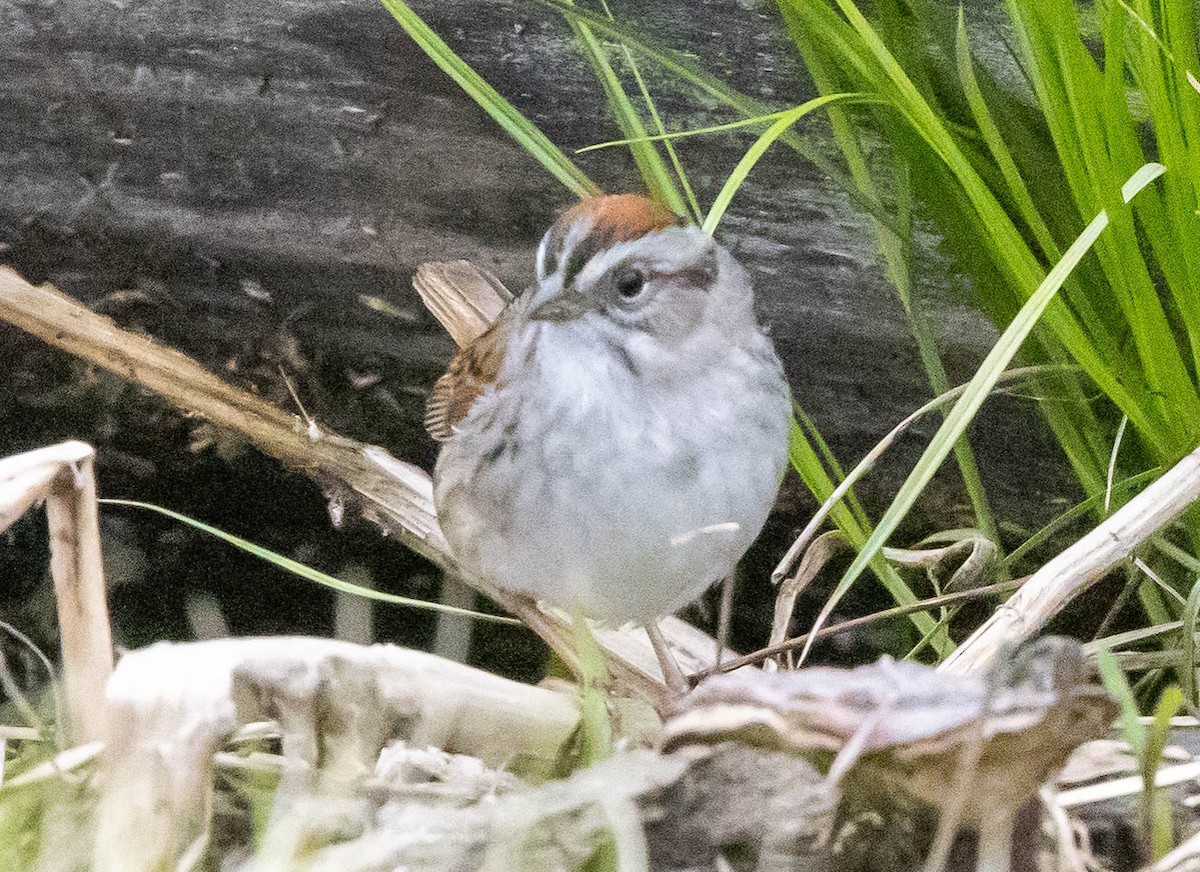 Swamp Sparrow - Chris George