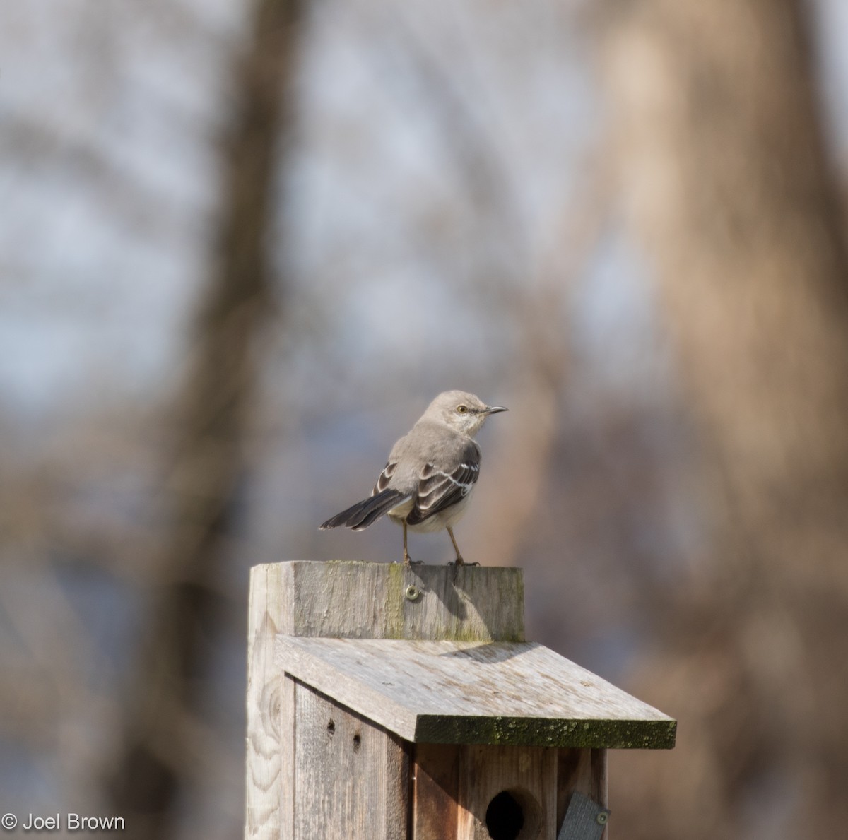 Northern Mockingbird - Joel Brown