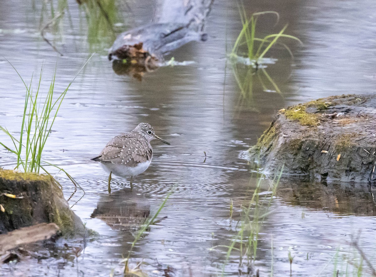 Solitary Sandpiper - ML441798651