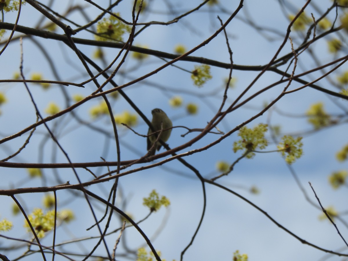 Nashville Warbler - ML441800281