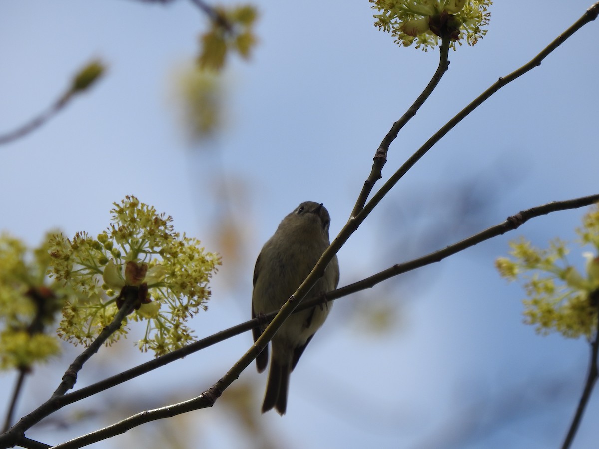 Nashville Warbler - ML441800321