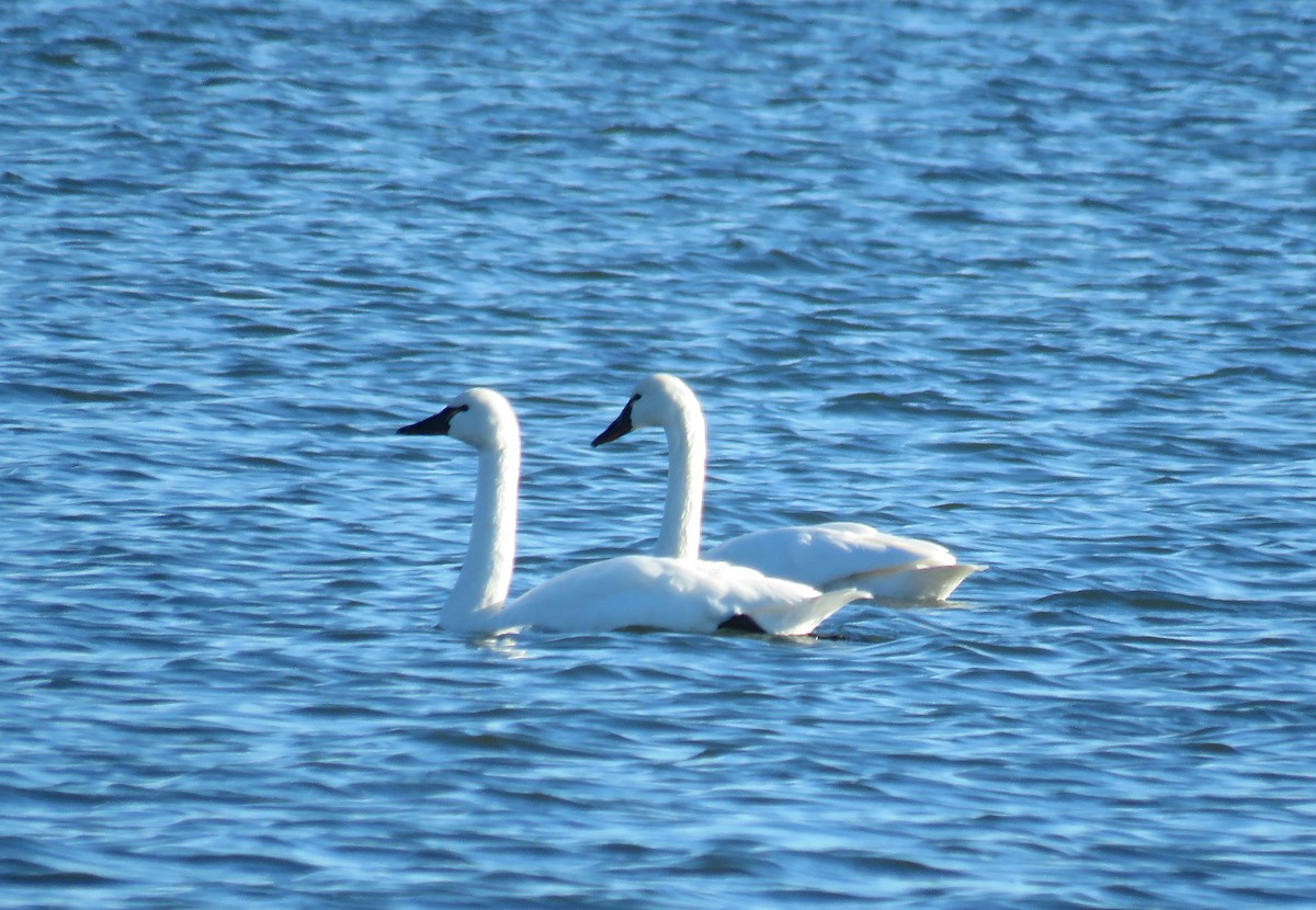 Cygne siffleur - ML44180041