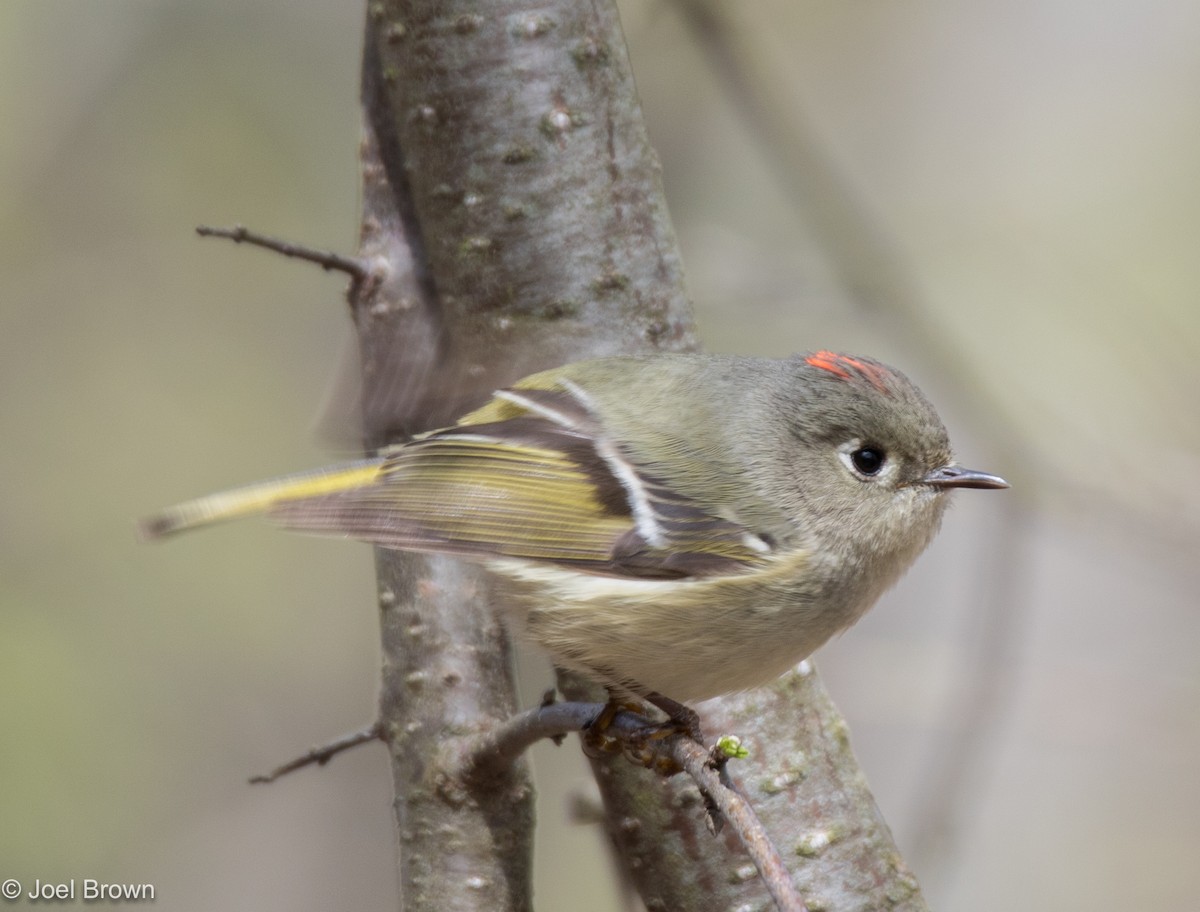 Ruby-crowned Kinglet - Joel Brown