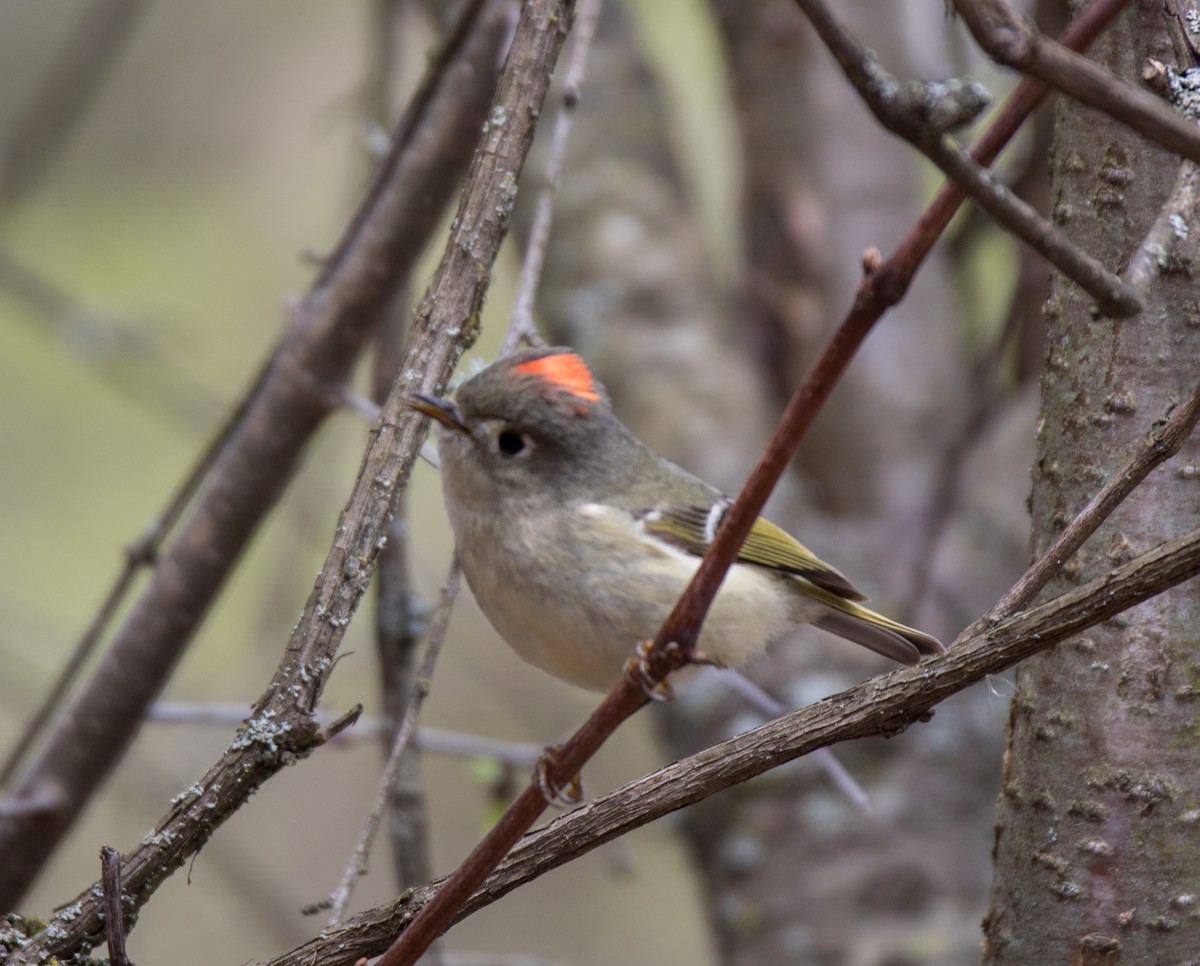 Ruby-crowned Kinglet - Joel Brown