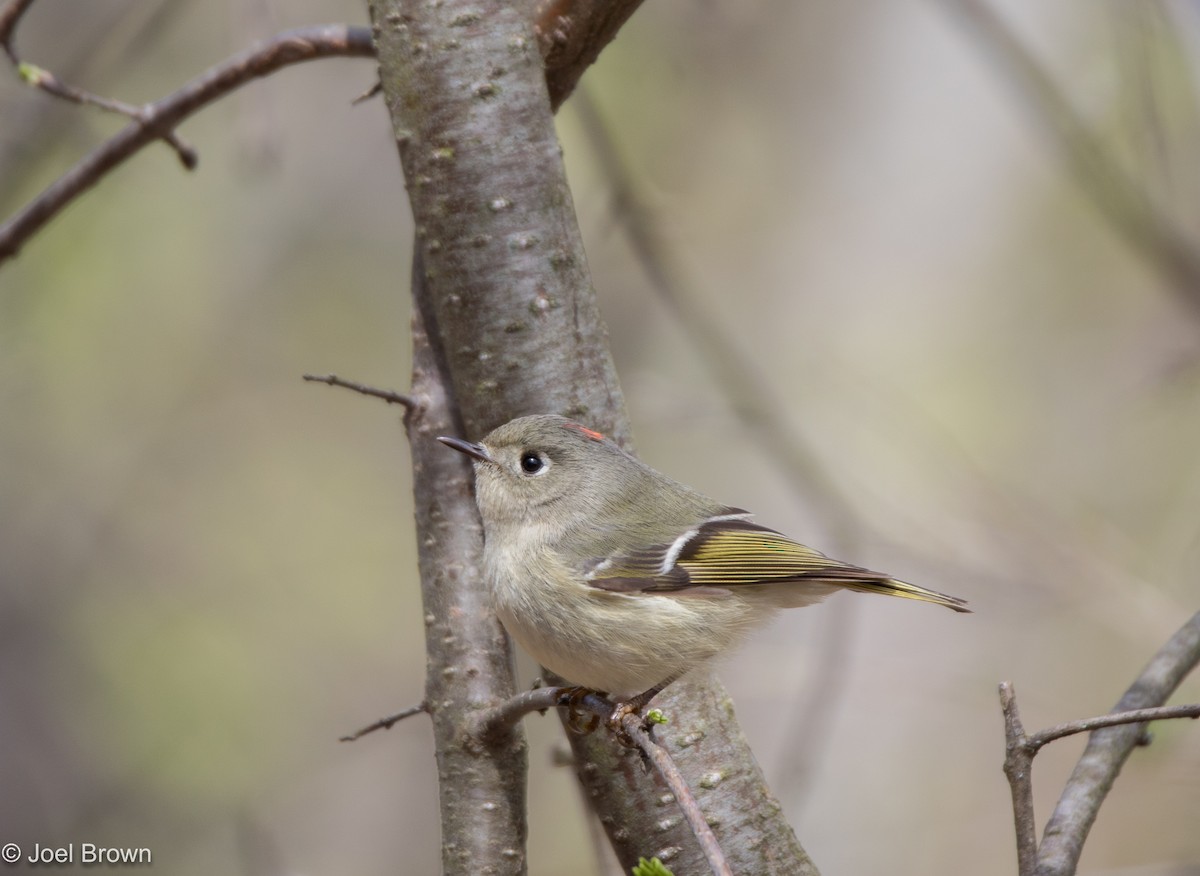 Ruby-crowned Kinglet - Joel Brown