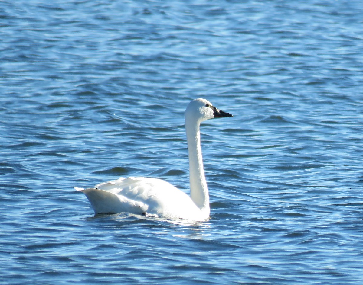 Tundra Swan - ML44180111