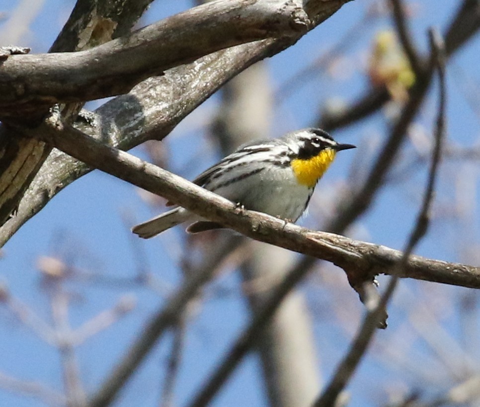 Yellow-throated Warbler - Beverly Seyler