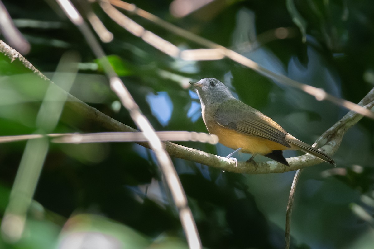 Gray-hooded Flycatcher - Pablo Re