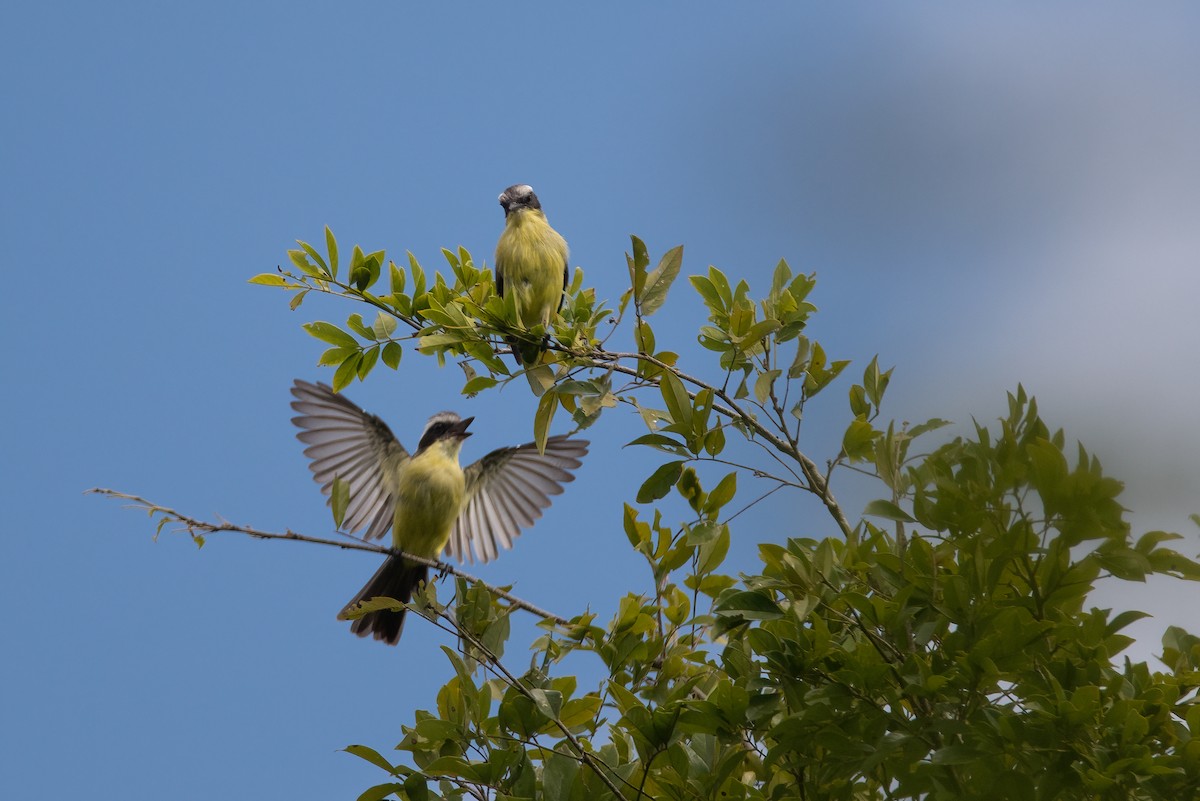 Three-striped Flycatcher - ML441801961