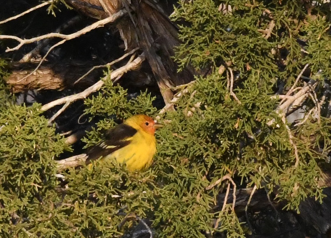 Western Tanager - brian waitkus