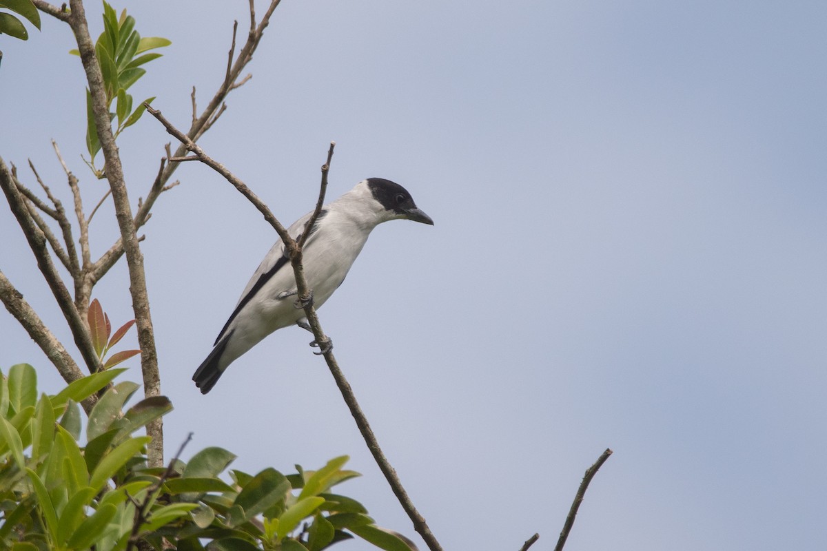 Black-crowned Tityra - Pablo Re