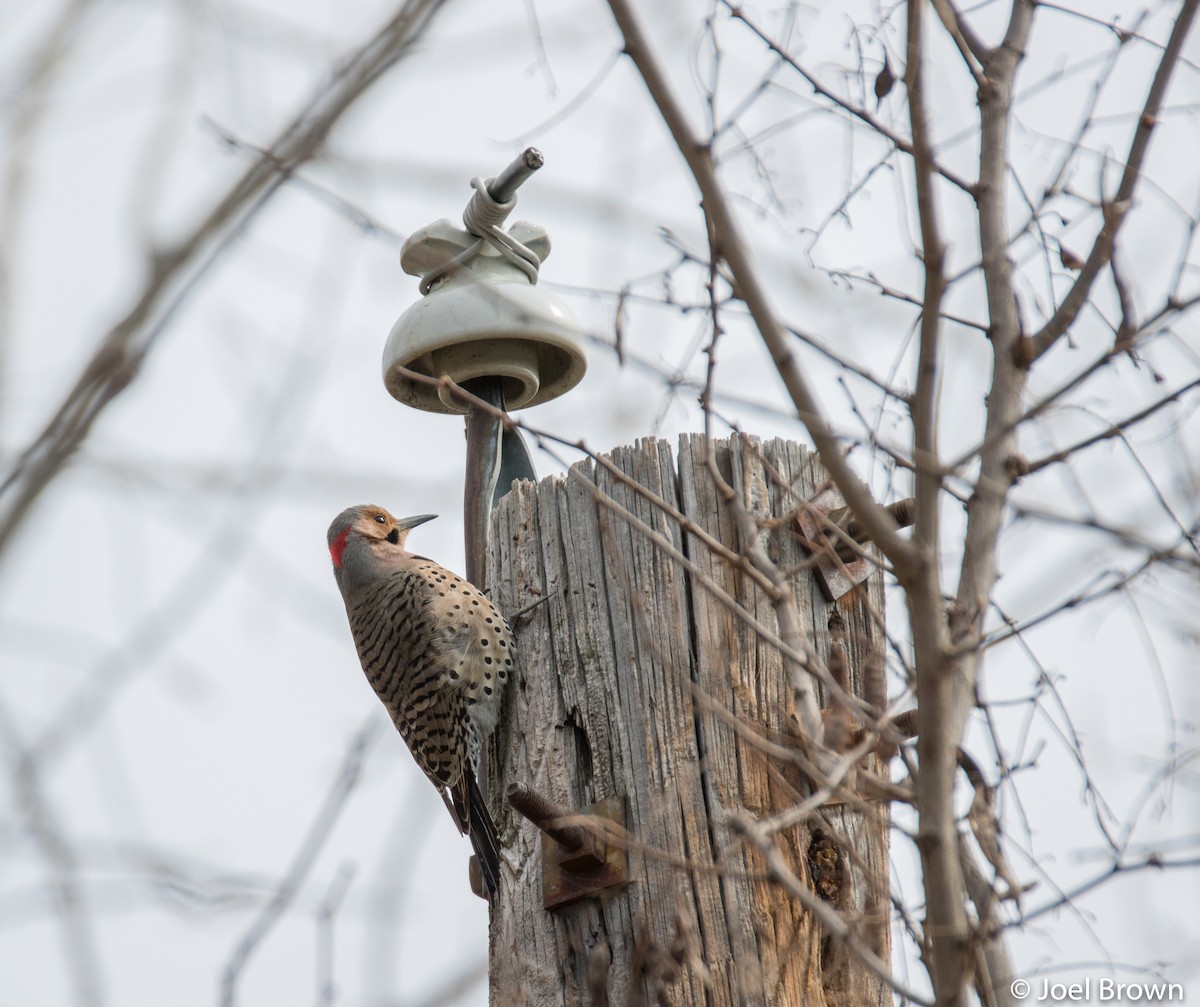 Northern Flicker - ML441805071