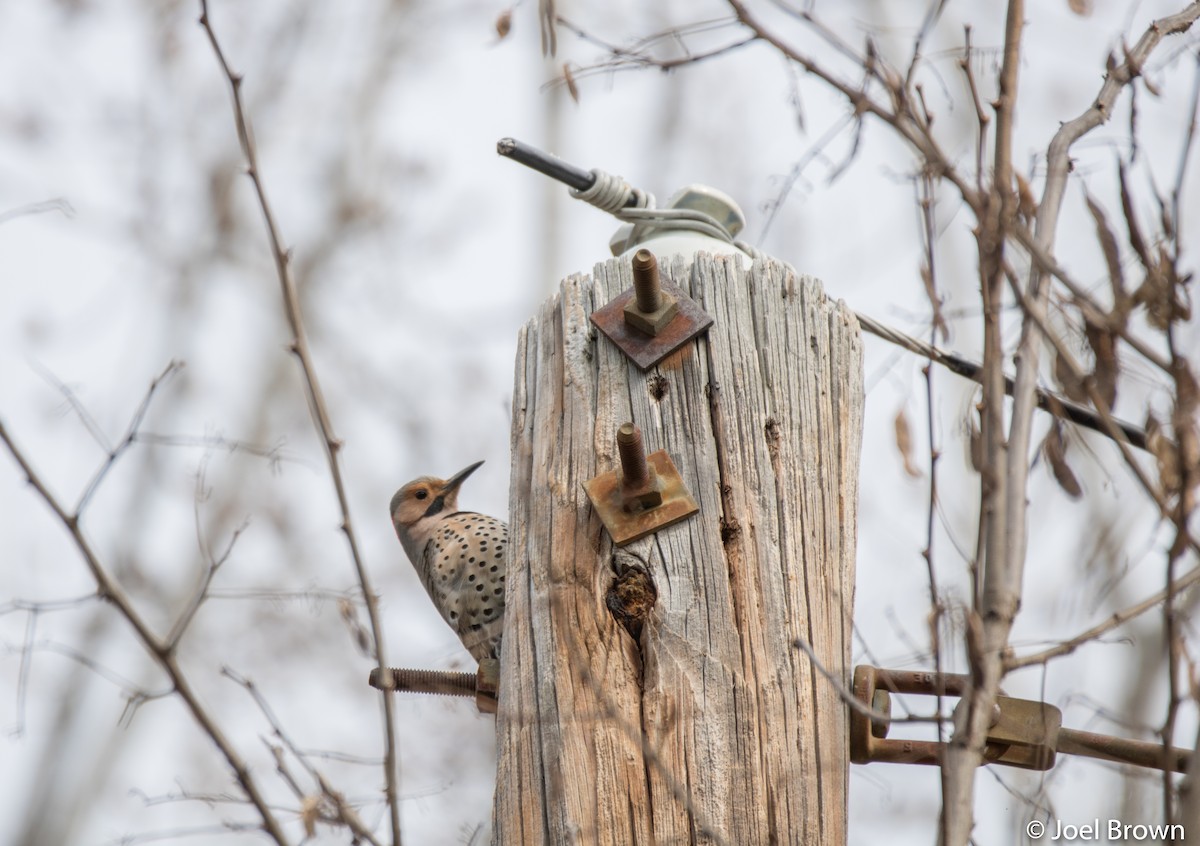 Northern Flicker - ML441805111