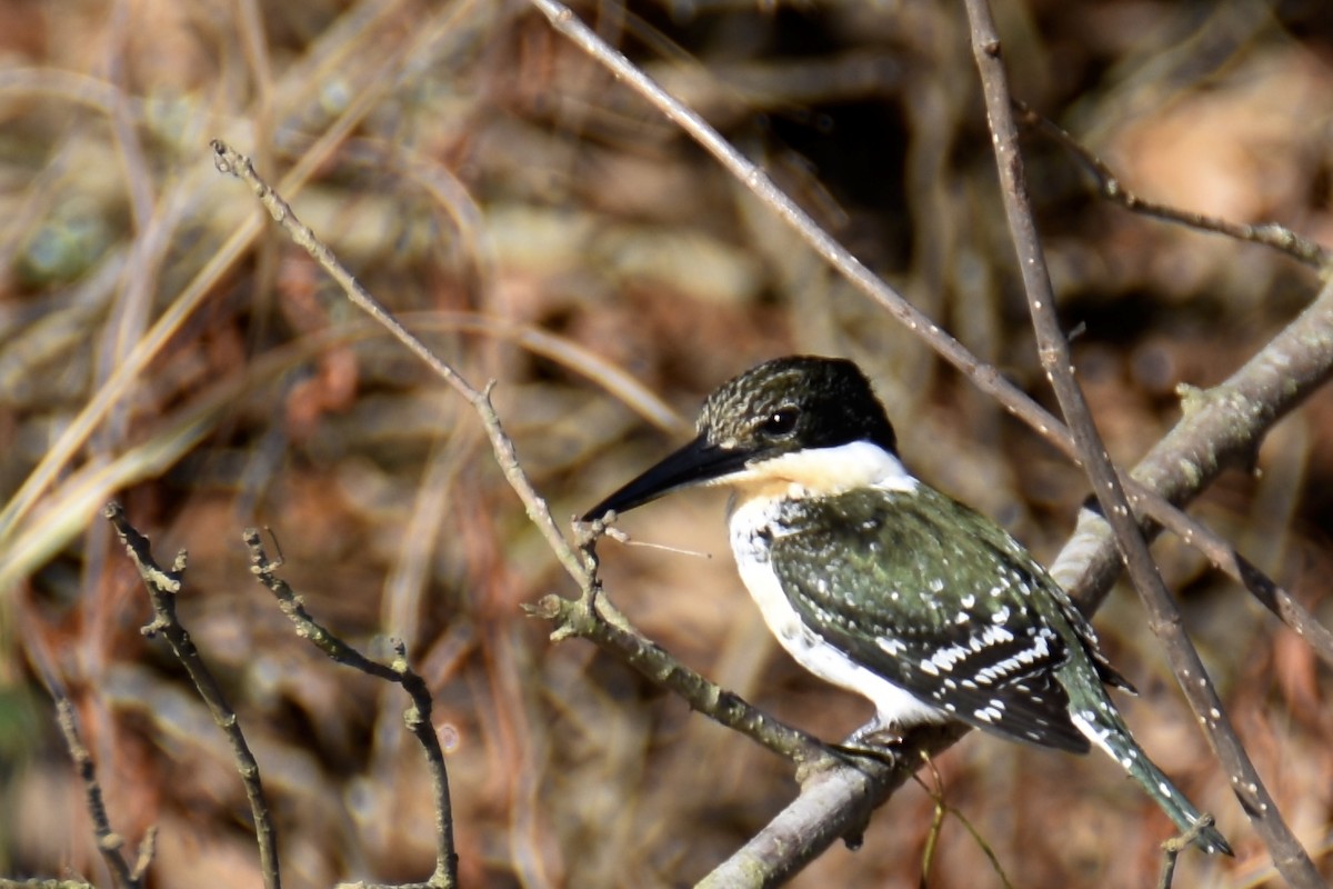 Green Kingfisher - ML44180721